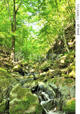 奥秩父の両神山　表登山道の渓流　薄川 77899711