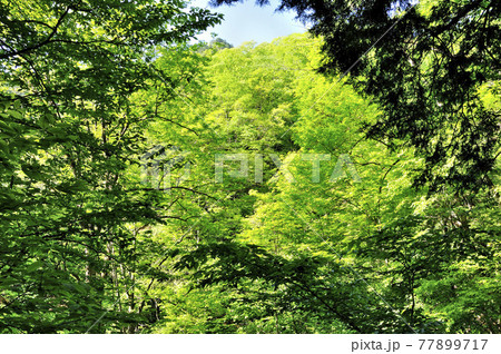 奥秩父 両神山 表登山道,森の緑 奥秩父 両神山 表登山道,森の緑 77899717