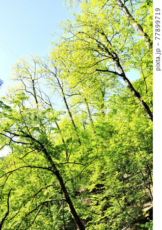 奥秩父　両神山　表登山道,森の緑 77899719