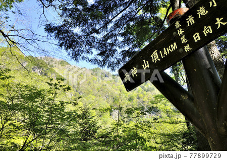 奥秩父の両神山 春の表登山道 産体尾根分岐 奥秩父の両神山 春の表登山道 産体尾根分岐 77899729