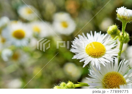 たくさん咲いた白いヒメジョオンの花のアップ たくさん咲いた白いヒメジョオンの花のアップ 77899775