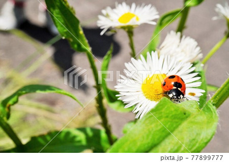 白いヒメジョオンの花から葉に乗り換えようとしているななほしてんとうむしの写真素材