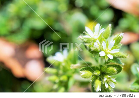 オランダミミナグサの小さな白い花のアップ 77899828