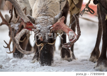 Reindeer team. Antlers and eyes of a deer close-up. Reindeer team. Antlers and eyes of a deer close-up. 77899849