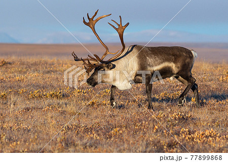 Reindeer (Rangifer tarandus) in the autumn tundra Reindeer (Rangifer tarandus) in the autumn tundra 77899868