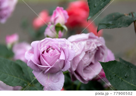 マダムヴィオレ2輪 77900502