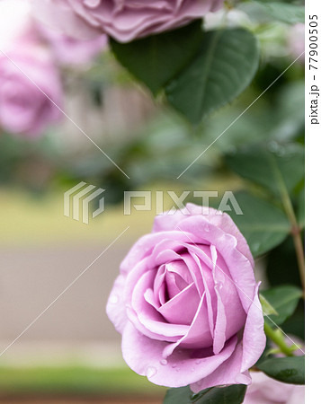 紫のバラ(縦) 紫のバラ(縦) 77900505