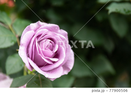 しのぶれど しのぶれど 77900506