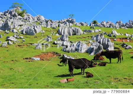 快晴下の姫鶴牧場（四国カルスト） 77900884