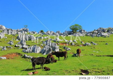 快晴下の姫鶴牧場（四国カルスト） 77900887