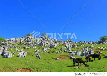 快晴下の姫鶴牧場(四国カルスト) 快晴下の姫鶴牧場(四国カルスト) 77900889