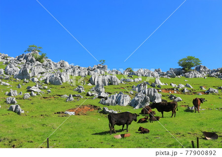 快晴下の姫鶴牧場(四国カルスト) 快晴下の姫鶴牧場(四国カルスト) 77900892