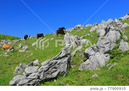 快晴下の姫鶴牧場（四国カルスト） 77900910