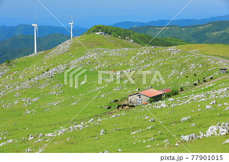 快晴下の四国カルスト（五段高原から見た姫鶴平） 77901015