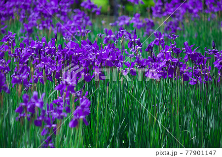 満開のアヤメ 77901147