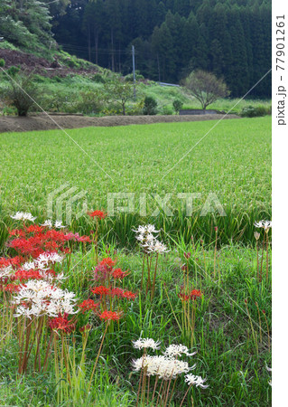 田んぼの脇に咲く紅白の彼岸花の写真素材 田んぼの脇に咲く紅白の彼岸花の写真素材