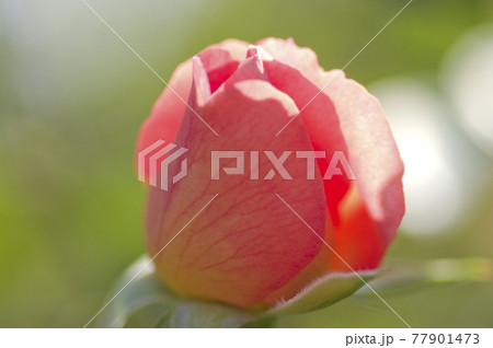 薔薇園に赤い薔薇の花が咲いています。このバラの名前はフリュイテです。 77901473