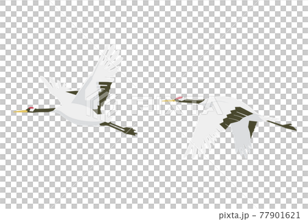 Two flying red-crowned cranes 77901621