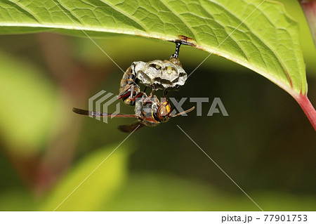 キボシアシナガバチの巣作り 77901753