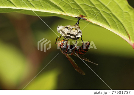 キボシアシナガバチの巣作り 77901757