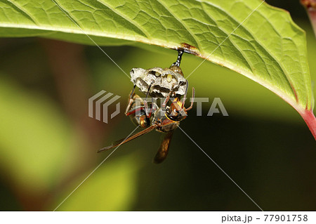 キボシアシナガバチの巣作り 77901758