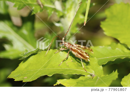 キマダラミヤマカミキリ 77901807