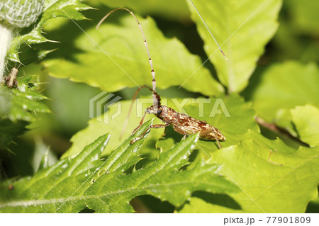 キマダラミヤマカミキリ 77901809