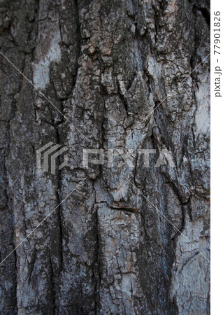 Textured tree bark detail background close up 77901826