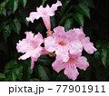 flower 77901911