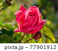flower 77901912