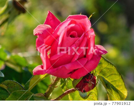 flower 77901912