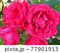 flower 77901913
