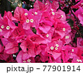 flower 77901914