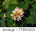flower 77901915