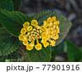 flower 77901916