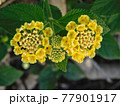 flower 77901917