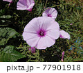 flower 77901918