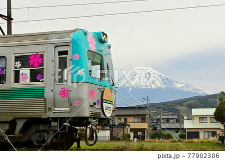 静岡県富士市　岳南電車　芝桜電車＆富士山　 77902306