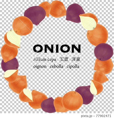 艶やかな玉ねぎと紫玉ねぎのベクターイラスト 円形フレーム 77902471