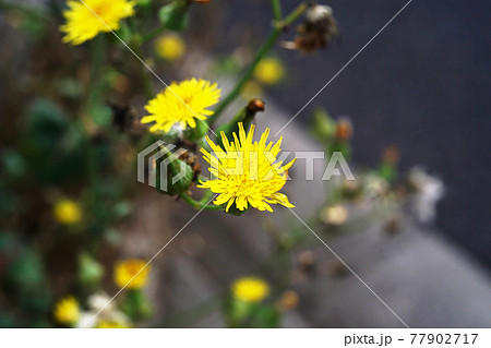 オニノゲシ 77902717