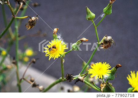 オニノゲシ 77902718