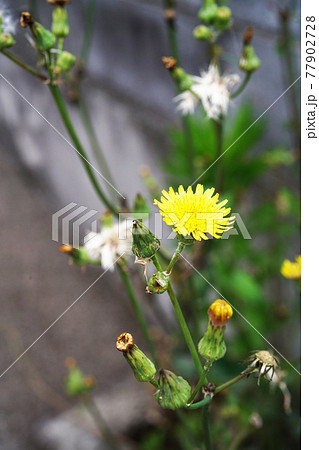 オニノゲシ 77902728