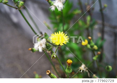 オニノゲシ 77902729