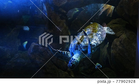 Green Sea Turtle in the town Oceanarium. Green Sea Turtle in the town Oceanarium. 77902928