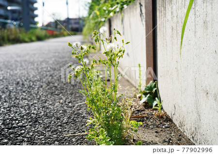 ノボロギク ノボロギク 77902996