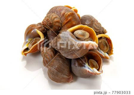 北海道産えぞばい貝、ツブ貝 77903033