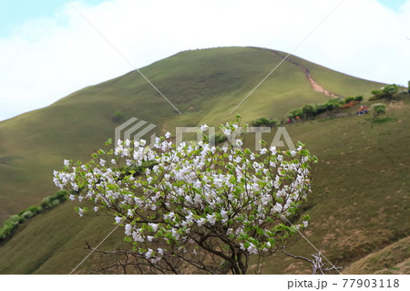 鈴鹿セブンマウンテン(竜ヶ岳) 鈴鹿セブンマウンテン(竜ヶ岳) 77903118