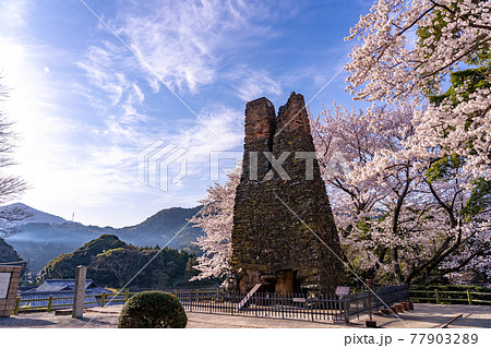 山口県萩市　満開の桜をバックの萩反射炉 77903289
