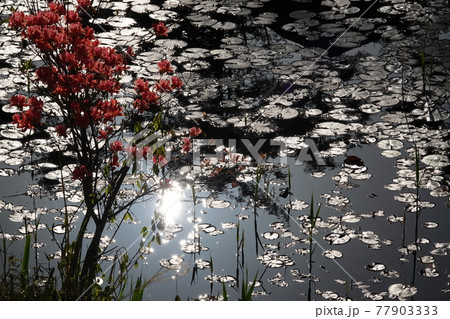 黒沢湿原の池に映る夕陽とオンツツジの花 77903333