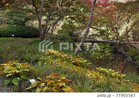 東山動植物園点景のイラスト素材